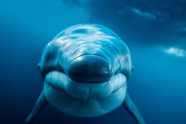 Blue Whale