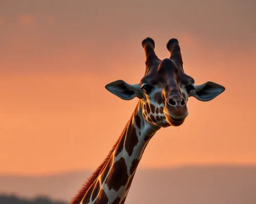 Giraffe