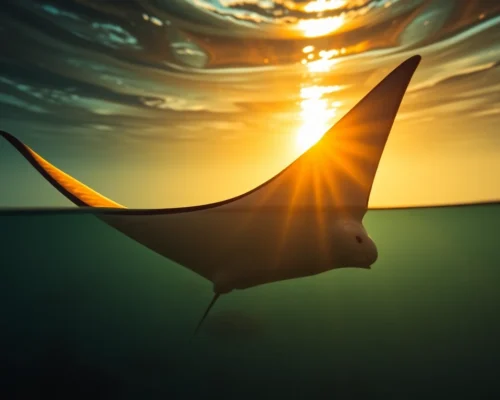 Manta Ray