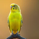 Budgerigar