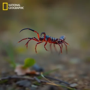 Undulatory Locomotion