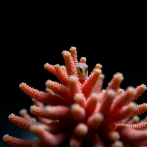 Zooxanthellae Symbiosis