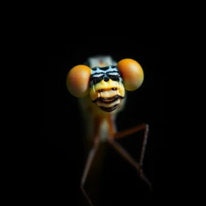 Compound Eyes