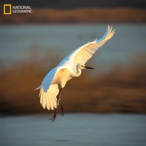 Long Wading Legs