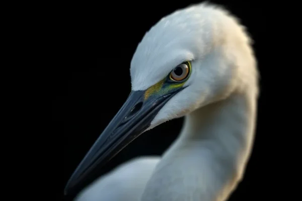 Egret