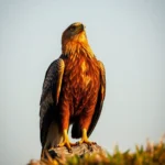 Golden Eagle