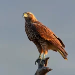 Hawk