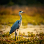 Heron