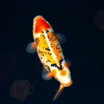 Koi Fish