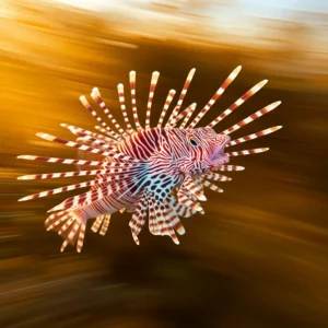 Aposematic Striped Coloration