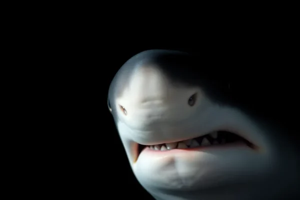 Mako Shark