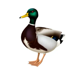 Migratory Endurance
