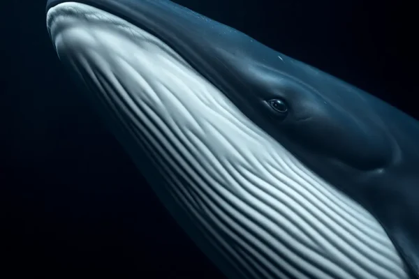 Minke Whale