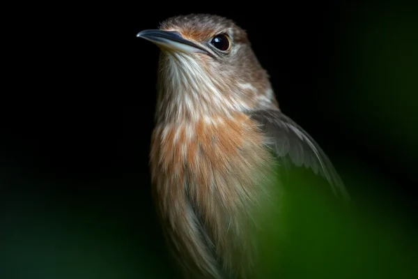 Nightingale