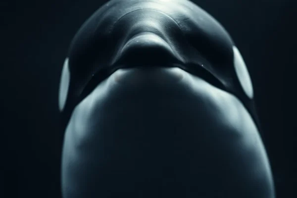 Orca