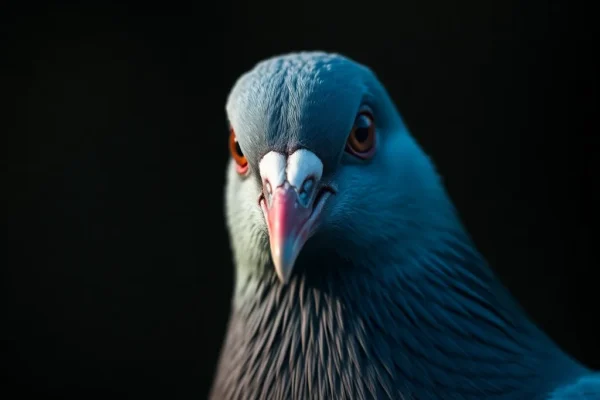 Pigeon