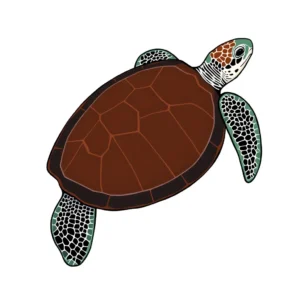 Streamlined Shell