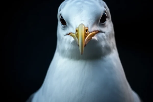 Seagull