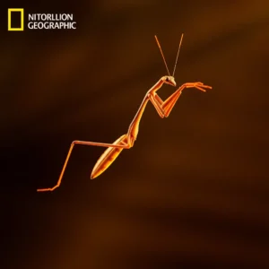 Regenerative Molting