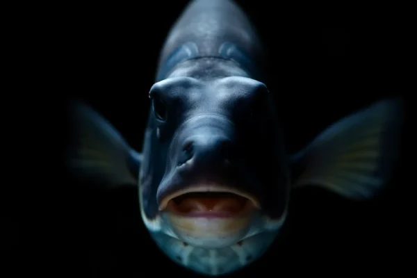 Surgeonfish