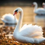 Swan